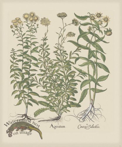 (image for) Besler 211 Colored B2