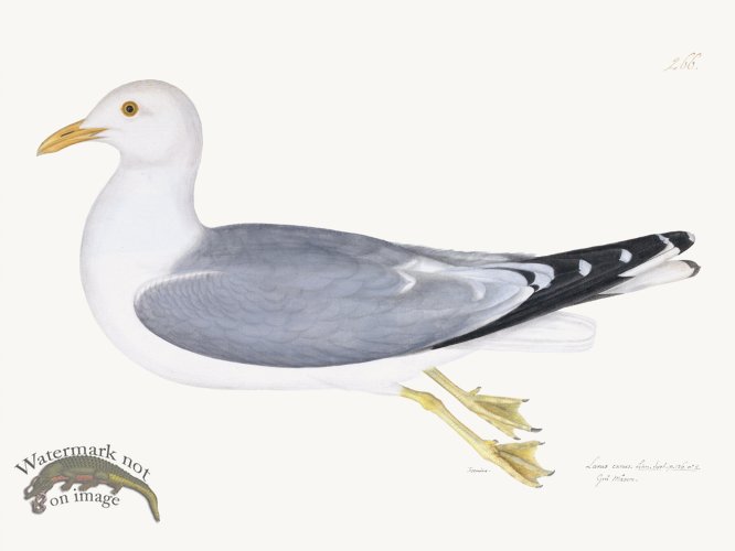 Rudbeck 266 Gull 24x18