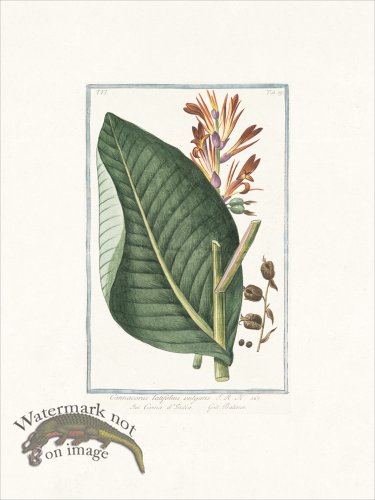 (image for) Bonelli 519 Marsh Penny