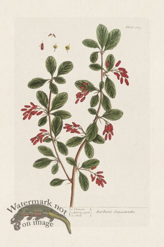 (image for) BEE 165 The Barberry Bush