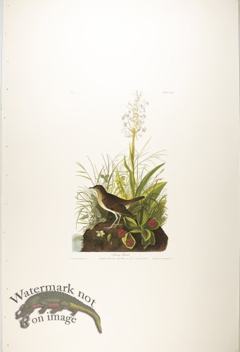 (image for) Tawny Thrush