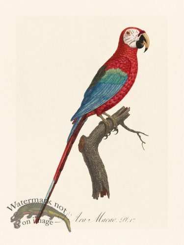 (image for) Barraband Parrot 001