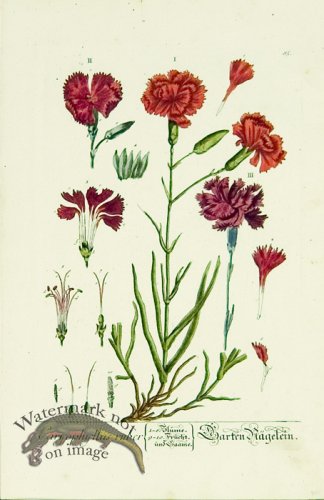 Blackwell German 174