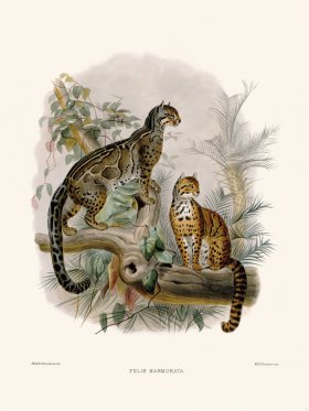 Elliot Cat 09 Marbled Cat