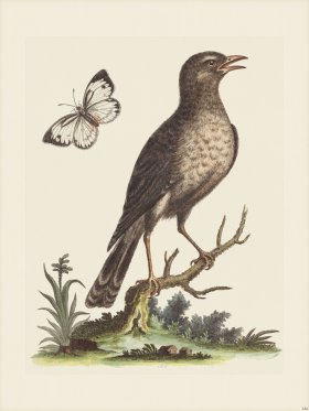 Edwards 184 Indian Thrush 