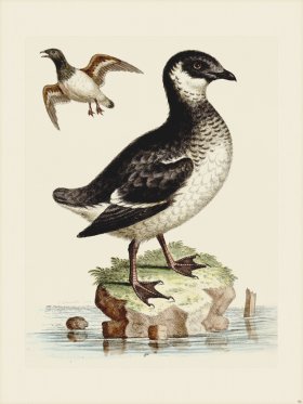 Edwards 091 Small Black and White Divers