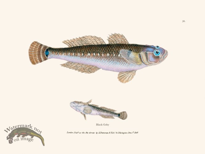 (image for) 031 Black Goby