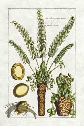(image for) Buchoz Palm 06