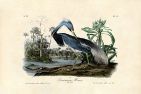 Lousiana Heron