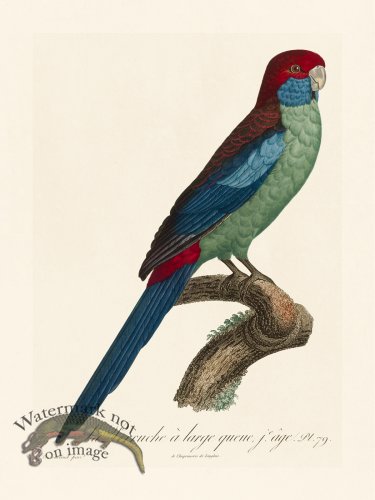 (image for) Barraband Parrot 079