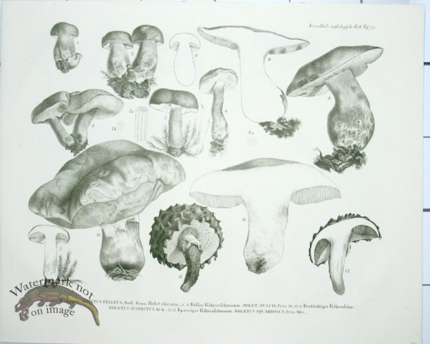 (image for) Mushroom Atlas 54