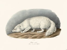 Cuvier 162 Male Satis