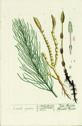 Blackwell German 212