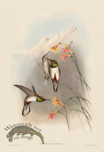 (image for) Gould Hummingbird 070