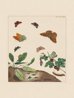 Moses Harris Insects 34