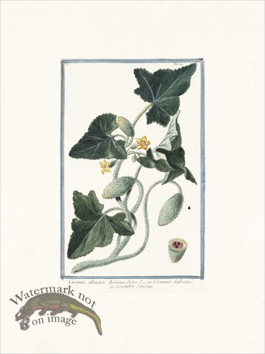 (image for) Bonelli 064 Cocombre Sauvage