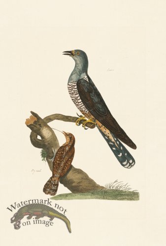 (image for) Pennant Zoology 084