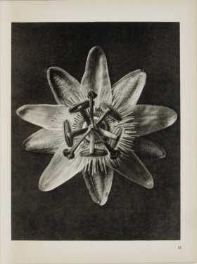 Blossfeldt T 085