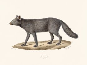 Cuvier 174 Gray boutis