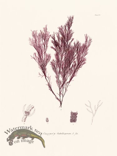 (image for) Bradbury Seaweed 105