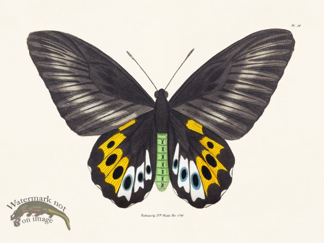 (image for) Nodder BF 28