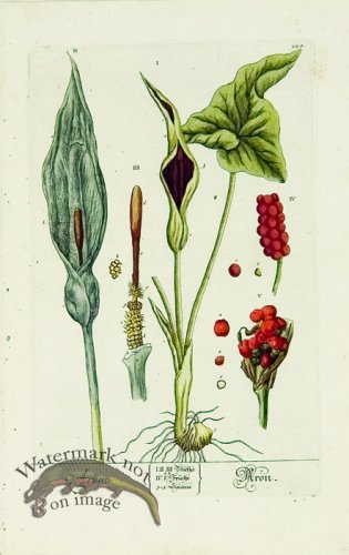 (image for) Blackwell German 003