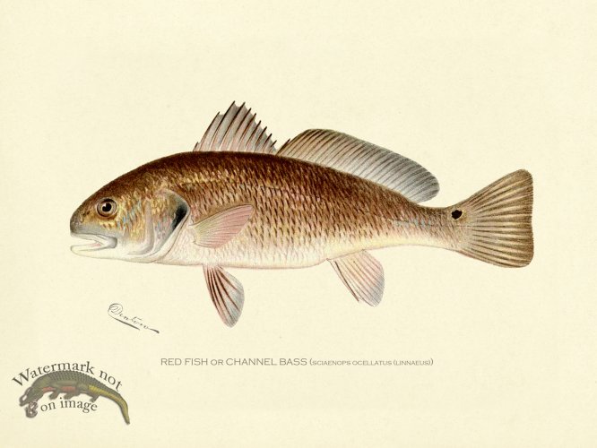 (image for) Bass_Red_Fish_or_Channel