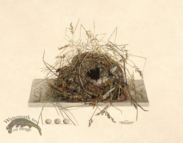 (image for) Eggs of Ohio 011