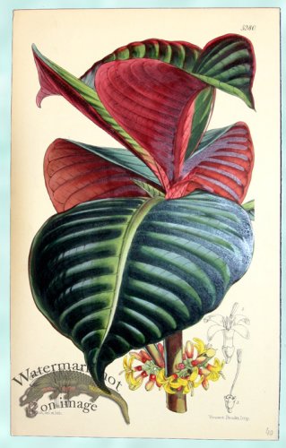 (image for) Curtis Leaves 08