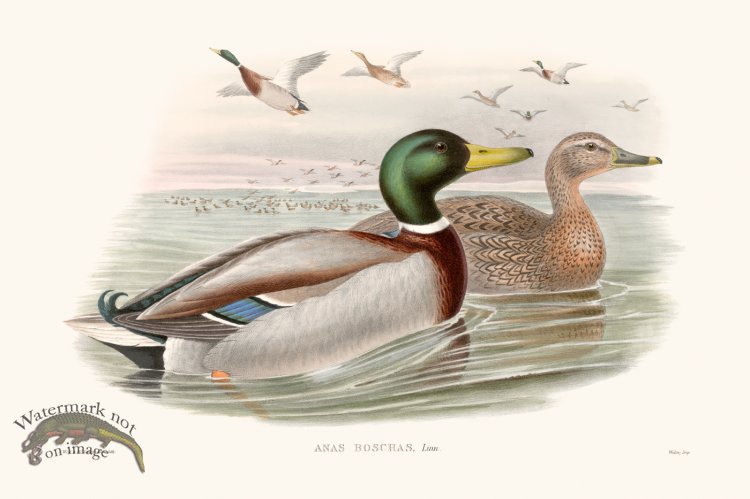 (image for) Gould Waterfowl 01