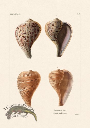 (image for) French Shell 013