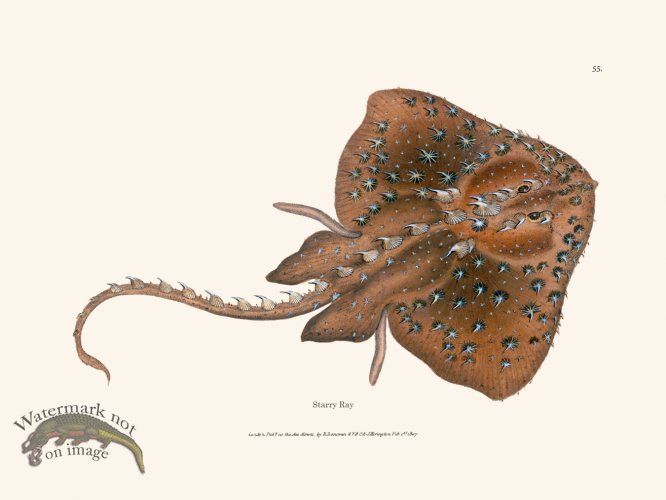 (image for) 055 Starry Ray