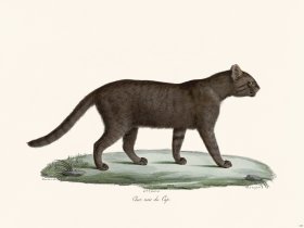 Cuvier 105 Black Cat Of Cape
