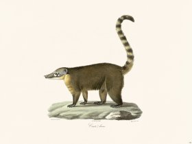 Cuvier 182 Coatis