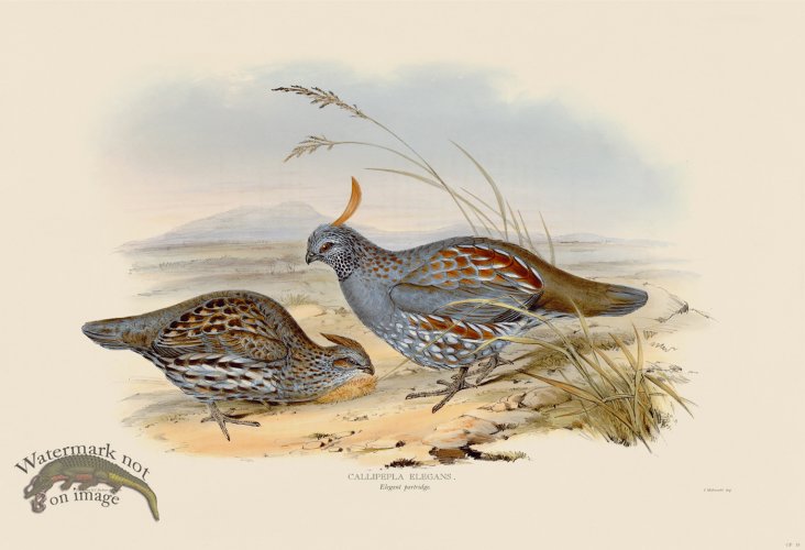 (image for) 18 Elegant partridge