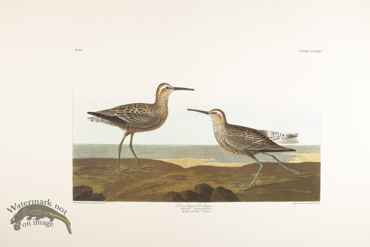 (image for) Lang-Legged Sandpiper