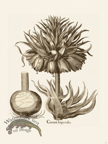 (image for) Besler 081 B1