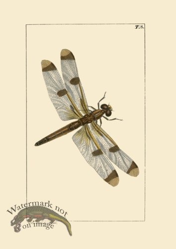 (image for) Dragon Fly 08