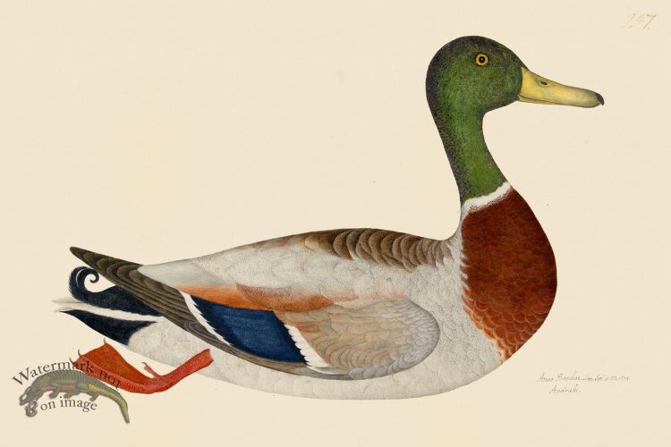 (image for) Rudbeck CFA 247 Mallard