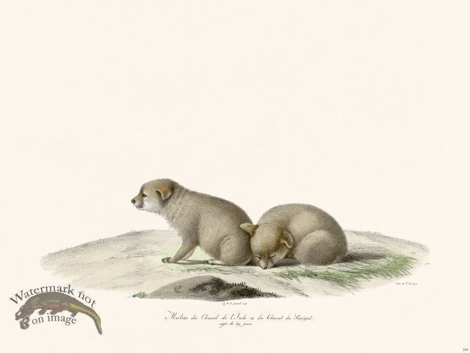 Cuvier 164 Jackal of Senegal