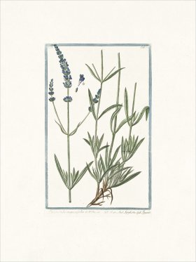 Bonelli 272 English Lavander