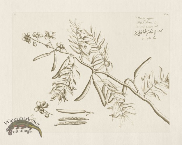 (image for) HORTUS VOL 02 52