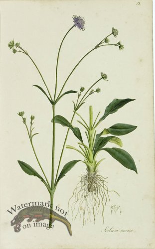 (image for) 1828_Gmp 075