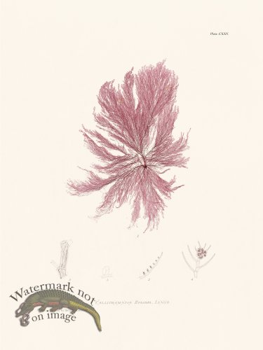 (image for) Bradbury Seaweed 125