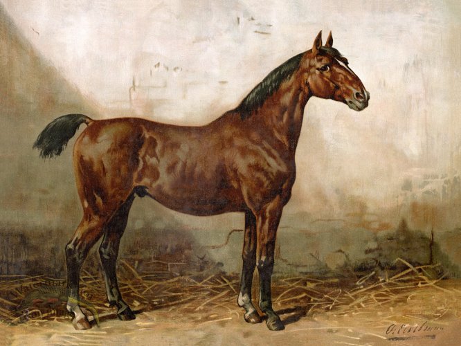 (image for) Holsteiner Horse by Eerelman