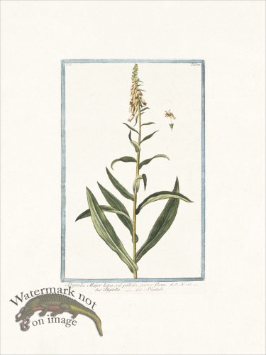(image for) Bonelli 188 Yellow Foxglove