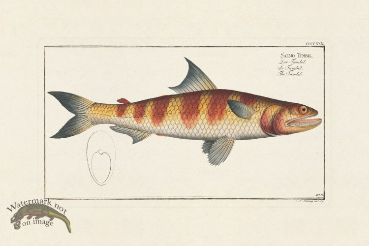 (image for) BLOCH FISH 430