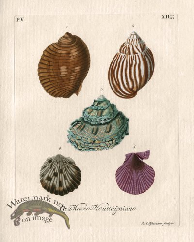 (image for) Knorr Shell 17