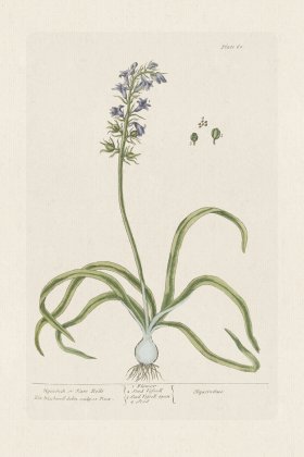 BEE 061 Hyacinth or Hare Bells