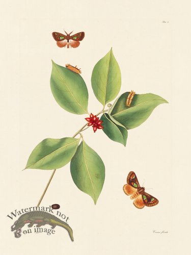 (image for) Abbot Butterfly 073